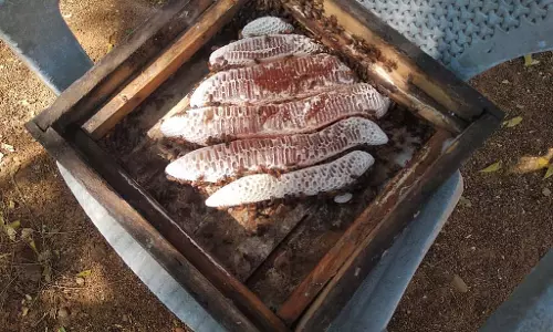 Gauribidanur : मुरझाया हुआ फूल सुगंधित होता है, लेकिन इसमें शहद जैसी मिठास नहीं होती Gauribidanur : मुरझाया हुआ फूल सुगंधित होता है, लेकिन इसमें शहद जैसी मिठास नहीं होती