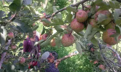 Himachal: सेब पर आयात शुल्क बढ़ाने की मांग क्यों? Himachal: सेब पर आयात शुल्क बढ़ाने की मांग क्यों?