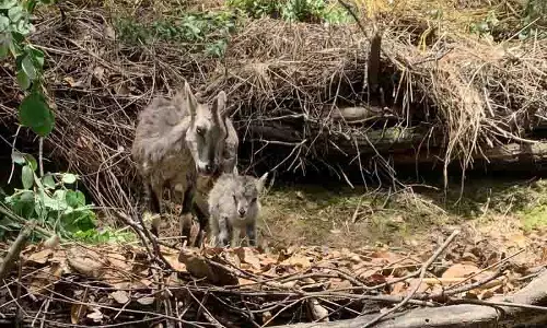 Nature Park  में नीली भेड़ों के प्रजनन की सफलता संरक्षण की दिशा में मील का पत्थर साबित हुई