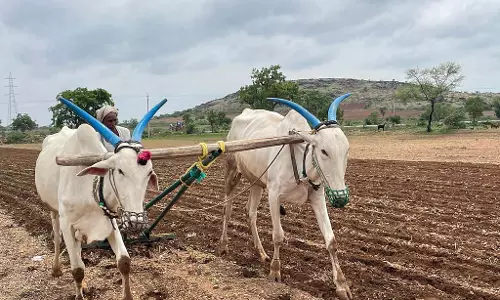 Karnataka : रायचूर जिले में कृषि गतिविधियां जोरों पर