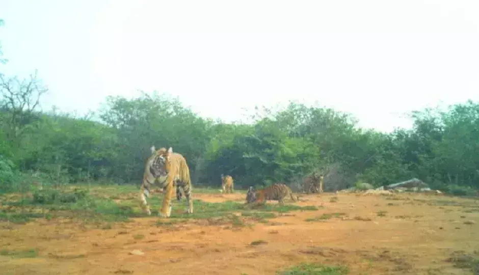 Sariska से बाघ संरक्षण में सफलता की खबर, एसटी-19 बनी मां