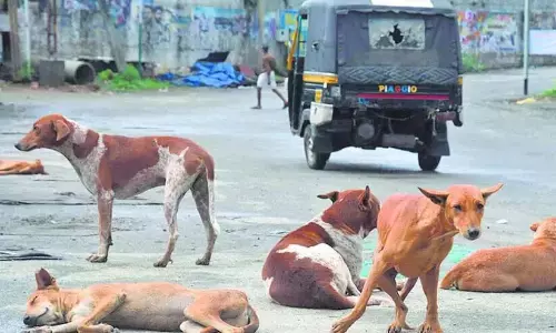 Kerala : सड़कों पर कुत्तों का आतंक, स्कूल परिसर भी खतरे में