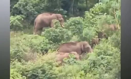 कुरावन्थावलम में जंगली हाथियों के झुंड ने बिजली कर्मचारियों को खदेड़ दिया