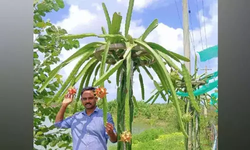 Kerala : लिंटो ने ड्रैगन फ्रूट की खेती में कदम रखा