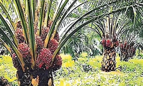 Andhra : आयात शुल्क में कमी से पाम ऑयल किसानों को राहत Andhra : आयात शुल्क में कमी से पाम ऑयल किसानों को राहत