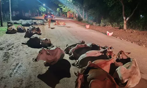 कलेक्टर बंगले के सामने ये हाल, कुंभकरण की नींद में प्रशासन कलेक्टर बंगले के सामने ये हाल, कुंभकरण की नींद में प्रशासन