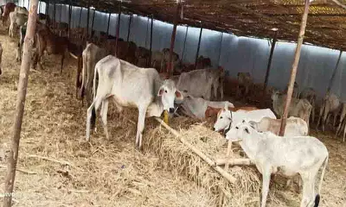 BRS ने राजन्ना ‘कोडेलु’ की मौत के लिए अधिकारियों के खिलाफ कार्रवाई की मांग की BRS ने राजन्ना ‘कोडेलु’ की मौत के लिए अधिकारियों के खिलाफ कार्रवाई की मांग की