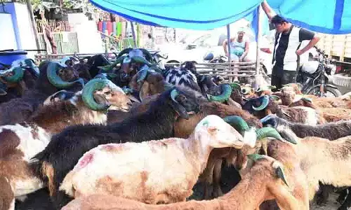 बकरीद से पहले Hyderabad के भेड़ बाजारों में रौनक