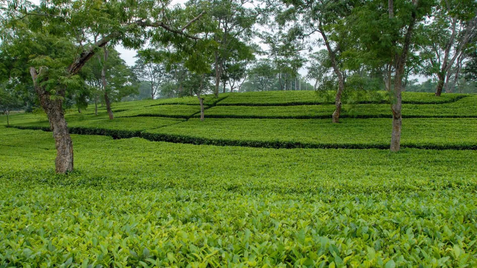 Tripura के लुधुआ चाय बागान को इको-टूरिज्म पार्क में बदला जाएगा