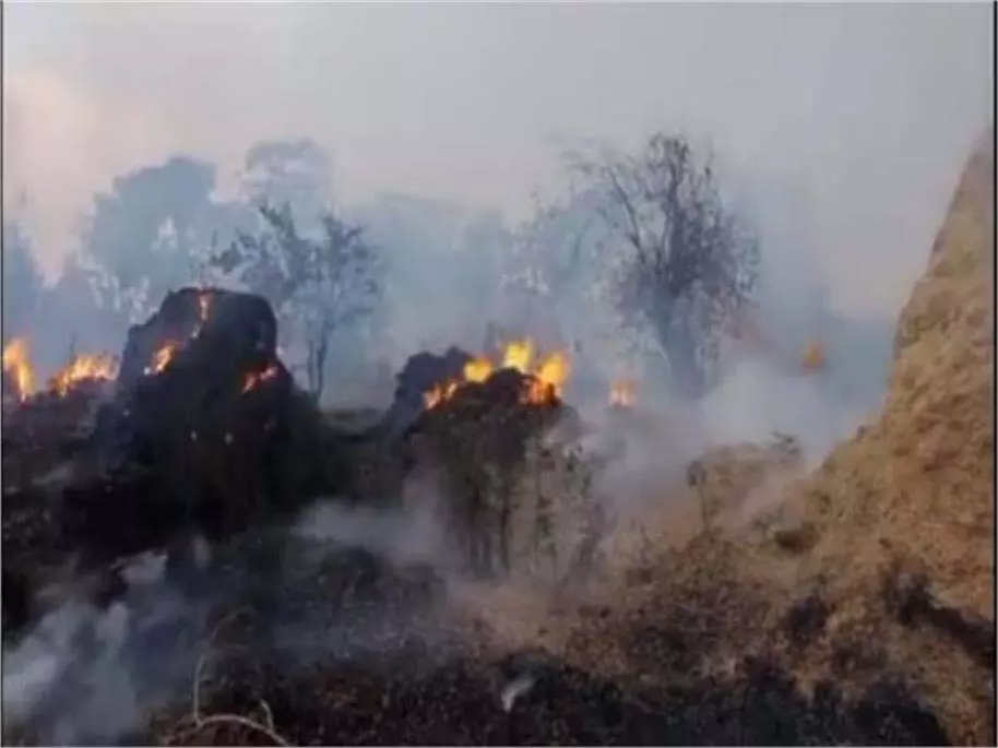 Yamunanagar: पशुओं के चारे में लगी आग, किसान चिंतित Yamunanagar: पशुओं के चारे में लगी आग, किसान चिंतित