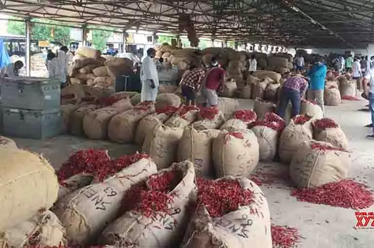 Andhra में मिर्च किसानों की सहायता के लिए बागवानी सब्सिडी दोगुनी कर दी Andhra में मिर्च किसानों की सहायता के लिए बागवानी सब्सिडी दोगुनी कर दी