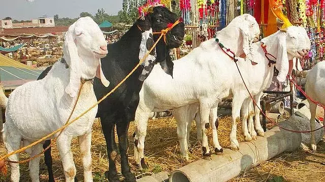 Maharashtra : सरकार ने बकरीद 2025 से पहले 3 से 8 जून तक पशुधन बाजारों पर प्रतिबंध हटा दिया Maharashtra : सरकार ने बकरीद 2025 से पहले 3 से 8 जून तक पशुधन बाजारों पर प्रतिबंध हटा दिया