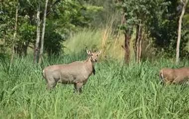 Kamalganj: जंगली जानवरों की दस्तक से गांव में अफरा-तफरी Kamalganj: जंगली जानवरों की दस्तक से गांव में अफरा-तफरी
