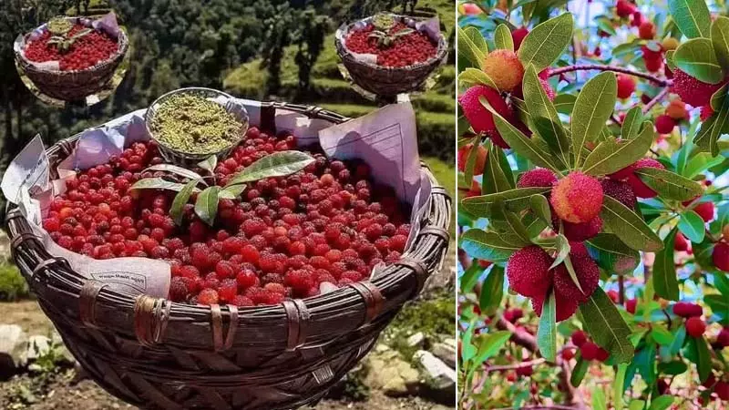 सेब से भी महंगा बिकता है हिमाचल का यह फल सेब से भी महंगा बिकता है हिमाचल का यह फल
