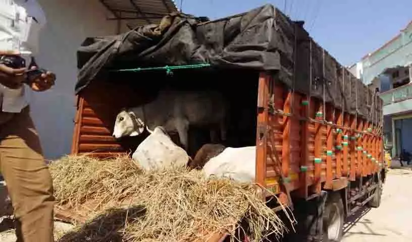 बकरीद से पहले मवेशियों के अवैध परिवहन पर रोक लगाने, Hyderabad में चेक पोस्ट स्थापित किए बकरीद से पहले मवेशियों के अवैध परिवहन पर रोक लगाने, Hyderabad में चेक पोस्ट स्थापित किए