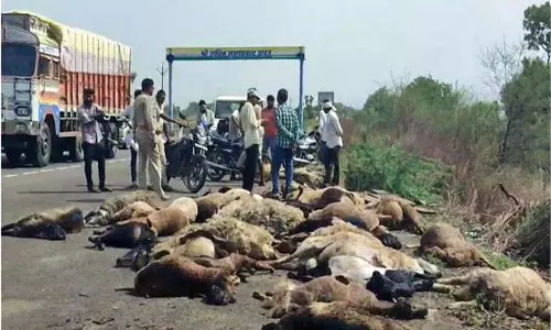MP News: ईद कुर्बानी के लिए भेड़-बकरियां ले जा रहा ट्रक पलटा, 60 की मौत