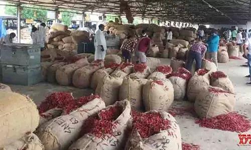 Andhra में मिर्च किसानों की सहायता के लिए बागवानी सब्सिडी दोगुनी कर दी