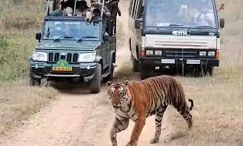 Bandipur अभयारण्य में अतिक्रमण करने वालों पर जुर्माना लगाया गया