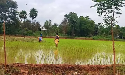 देश में चावल सहित ग्रीष्मकालीन फसलों की खेती का रकबा 9 प्रतिशत बढ़ा