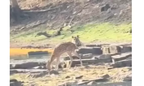 Panna: टाइगर रिजर्व में दिखा हैरान कर देने वाला दृश्य, एक साथ दिखे शिकारी और शिकार