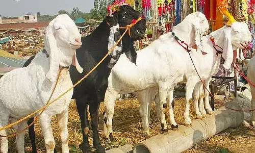 Maharashtra : सरकार ने बकरीद 2025 से पहले 3 से 8 जून तक पशुधन बाजारों पर प्रतिबंध हटा दिया Maharashtra : सरकार ने बकरीद 2025 से पहले 3 से 8 जून तक पशुधन बाजारों पर प्रतिबंध हटा दिया