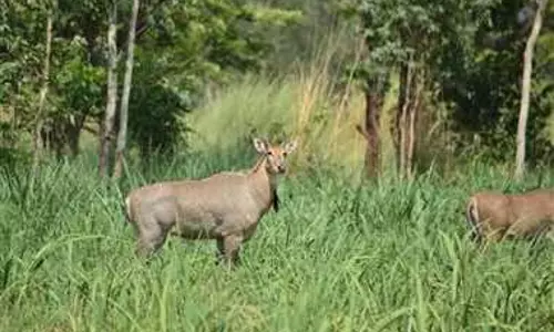 Kamalganj: जंगली जानवरों की दस्तक से गांव में अफरा-तफरी Kamalganj: जंगली जानवरों की दस्तक से गांव में अफरा-तफरी