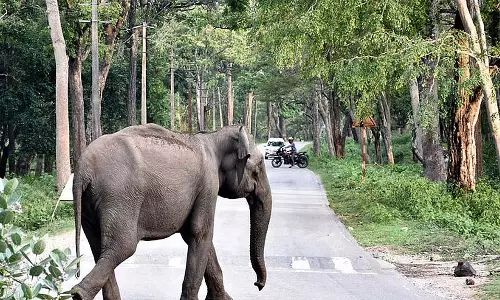 वन अधिकार अधिनियम के तहत नागरहोल अतिक्रमणकारियों का आवेदन: समिति द्वारा खारिज