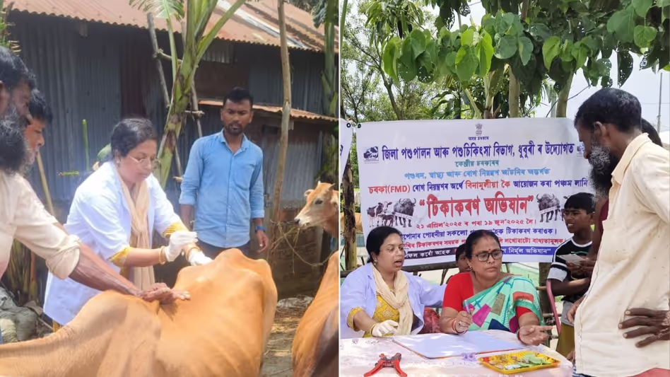 Assam : बाढ़-पूर्व पशुधन टीकाकरण अभियान से धुबरी में पशु स्वास्थ्य मजबूत हुआ Assam : बाढ़-पूर्व पशुधन टीकाकरण अभियान से धुबरी में पशु स्वास्थ्य मजबूत हुआ