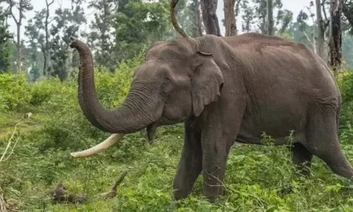 Kerala: उन्नीकुलम में जंगली आग से कृषि फसलें नष्ट