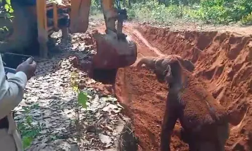 हाथी शावक ने जान बचाने वाले JCB चालक को अपने अंदाज में किया धन्यवाद