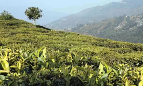 चाय प्रबंधन को कड़ी चेतावनी, सरकार SOP के तहत नए निवेशक पर विचार चाय प्रबंधन को कड़ी चेतावनी, सरकार SOP के तहत नए निवेशक पर विचार