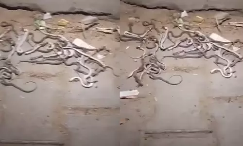 Video: किसान के घर से निकले 50 से ज्यादा सांप, फिर जो हुआ वो आपको चौंका देगा Video: किसान के घर से निकले 50 से ज्यादा सांप, फिर जो हुआ वो आपको चौंका देगा