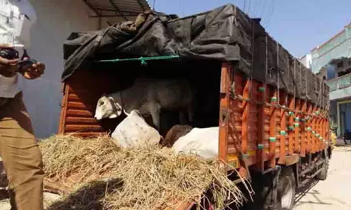 बकरीद से पहले मवेशियों के अवैध परिवहन पर रोक लगाने, Hyderabad में चेक पोस्ट स्थापित किए बकरीद से पहले मवेशियों के अवैध परिवहन पर रोक लगाने, Hyderabad में चेक पोस्ट स्थापित किए