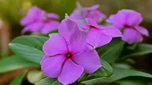 Health: सदाबहार फूल सेहत के लिए है बेहद फायदेमंद Health: सदाबहार फूल सेहत के लिए है बेहद फायदेमंद