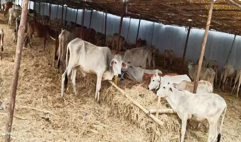Rajanna-Sircilla: मंदिर के छह और बैलों की मौत, मृतक संख्या बढ़कर 26 हुई Rajanna-Sircilla: मंदिर के छह और बैलों की मौत, मृतक संख्या बढ़कर 26 हुई
