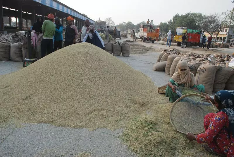 Haryana : ऑपरेशन बासमती में हरियाणा को फायदा Haryana : ऑपरेशन बासमती में हरियाणा को फायदा