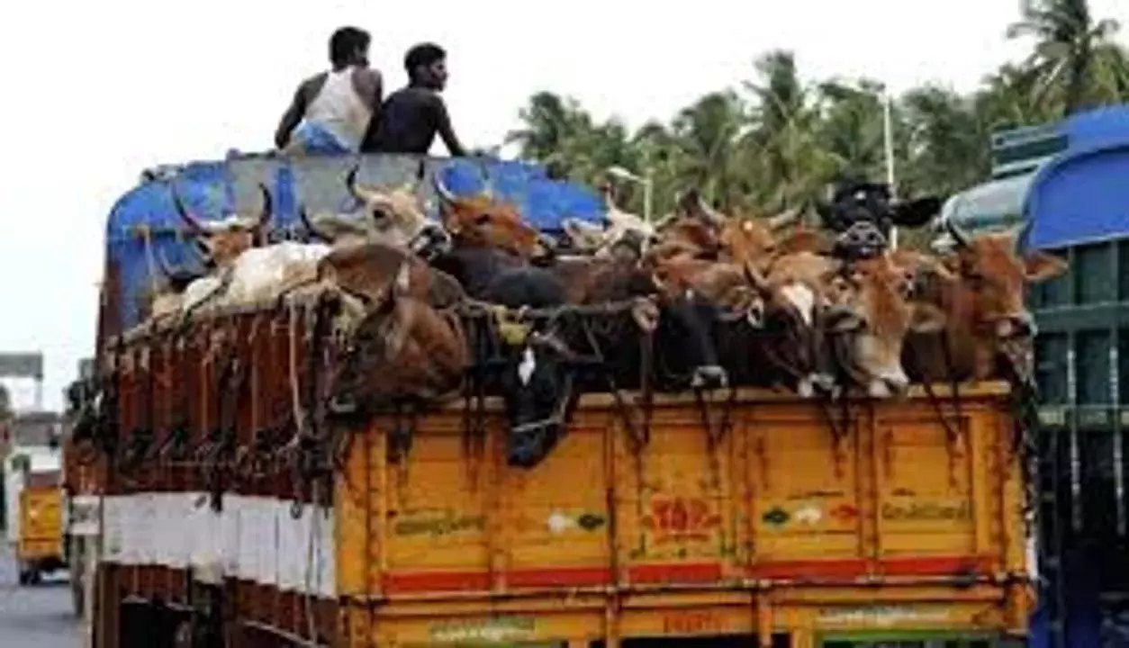 Odisha : पश्चिम बंगाल ले जाए जा रहे 300 से अधिक मवेशियों को मयूरभंज में पुलिस ने बचाया Odisha : पश्चिम बंगाल ले जाए जा रहे 300 से अधिक मवेशियों को मयूरभंज में पुलिस ने बचाया