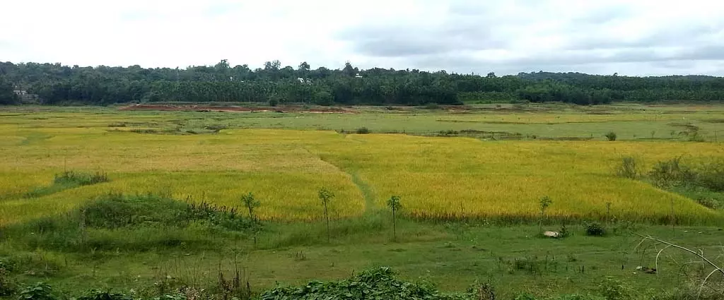 भारी बारिश: दूसरे सीजन की चावल की फसल की कटाई बाधित भारी बारिश: दूसरे सीजन की चावल की फसल की कटाई बाधित