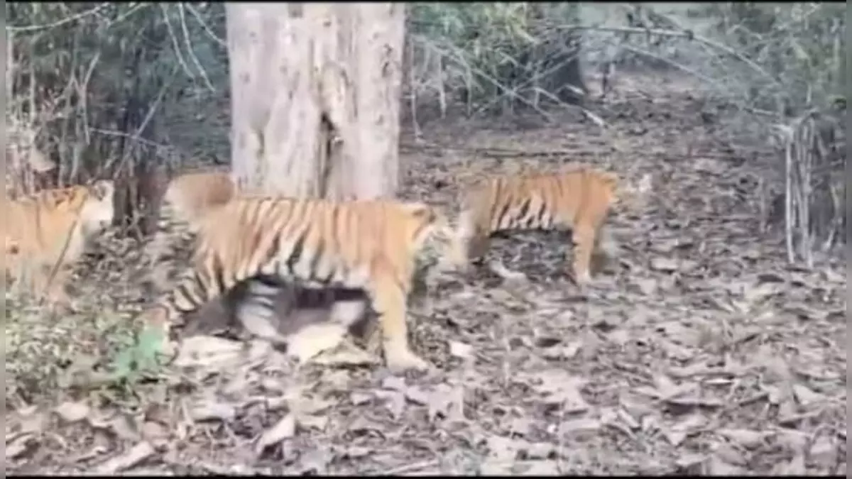 Panna टाइगर रिजर्व में दिखा बाघ, पर्यटकों ने लिया रोमांचक अनुभव Panna टाइगर रिजर्व में दिखा बाघ, पर्यटकों ने लिया रोमांचक अनुभव