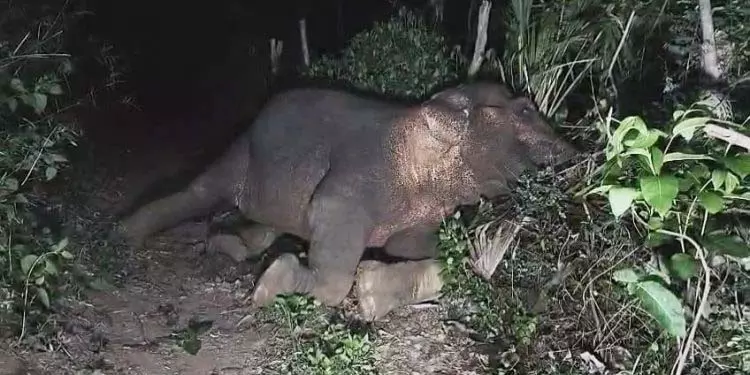 अंगुल में मादा हाथी की बिजली से मौत अंगुल में मादा हाथी की बिजली से मौत