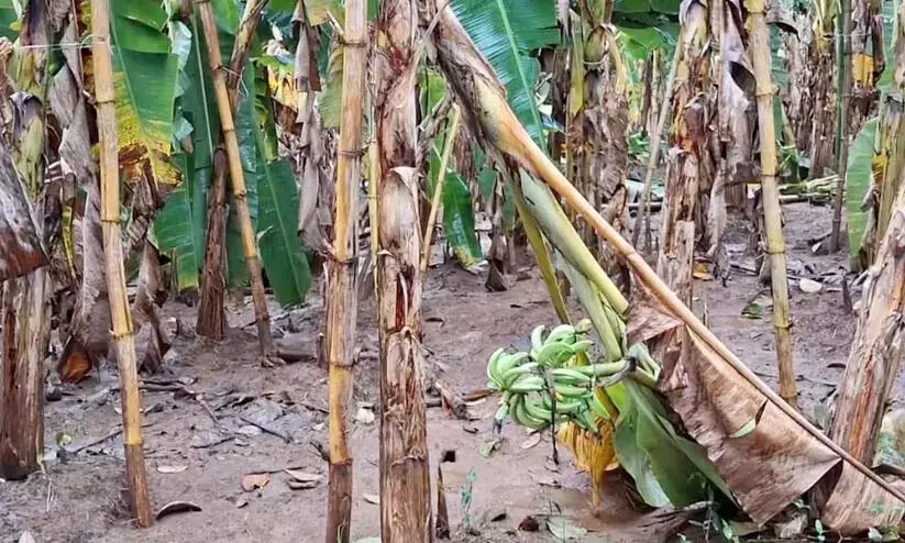 Kerala : मानसून के दौरान ऊपरी कुट्टनाड में भारी फसल क्षति Kerala : मानसून के दौरान ऊपरी कुट्टनाड में भारी फसल क्षति