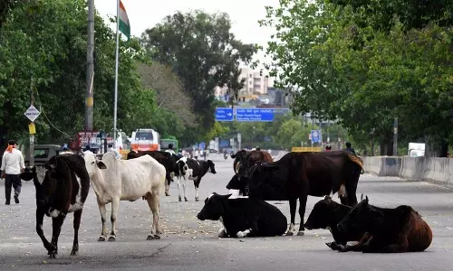 Masoodpur में आवारा पशुओं की दुर्दशा सुधारने के लिए सरकार सख्त कदम उठाएगी Masoodpur में आवारा पशुओं की दुर्दशा सुधारने के लिए सरकार सख्त कदम उठाएगी