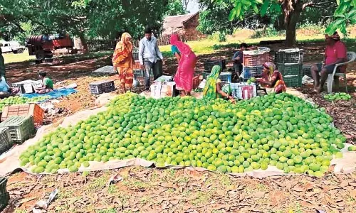 Odisha : मौसम की मार से आम की खेती करने वाले किसानों को नुकसान