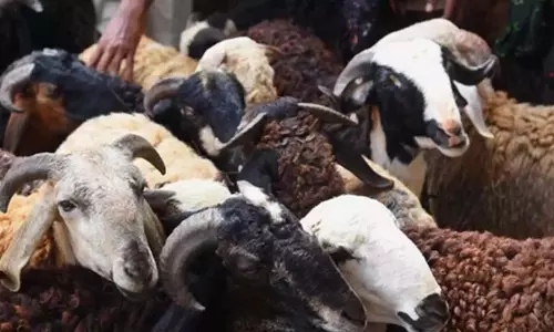 Karnataka: बकरीद से पहले भेड़ों की बिक्री में उछाल