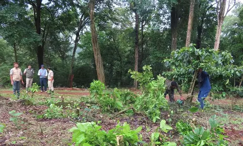 Chikmagaluru : बाघ अभयारण्य में 43 एकड़ से अतिक्रमण हटाया गया