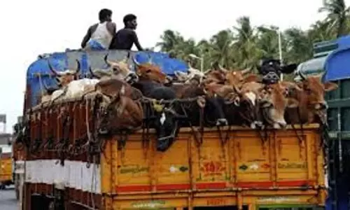 Odisha : पश्चिम बंगाल ले जाए जा रहे 300 से अधिक मवेशियों को मयूरभंज में पुलिस ने बचाया
