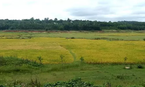 भारी बारिश: दूसरे सीजन की चावल की फसल की कटाई बाधित भारी बारिश: दूसरे सीजन की चावल की फसल की कटाई बाधित