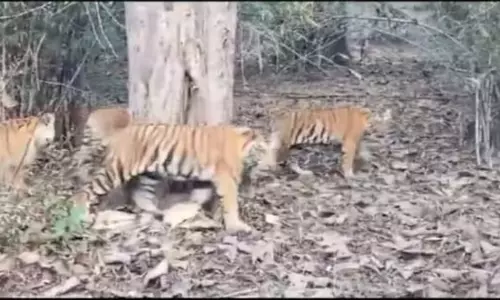 Panna टाइगर रिजर्व में दिखा बाघ, पर्यटकों ने लिया रोमांचक अनुभव Panna टाइगर रिजर्व में दिखा बाघ, पर्यटकों ने लिया रोमांचक अनुभव