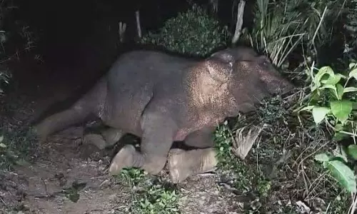 अंगुल में मादा हाथी की बिजली से मौत