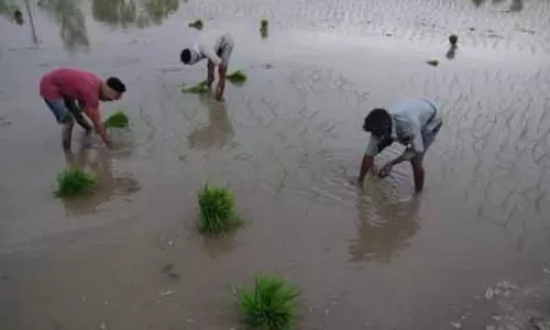 अच्छे मानसून का असर, कृषि से जुड़े सेक्टर्स की आय में 10-15 प्रतिशत की होगी वृद्धि
